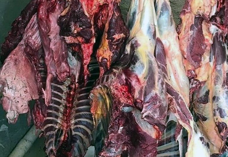 ۸۰۰ کیلوگرم گوشت اسب در دهگلان کشف شد