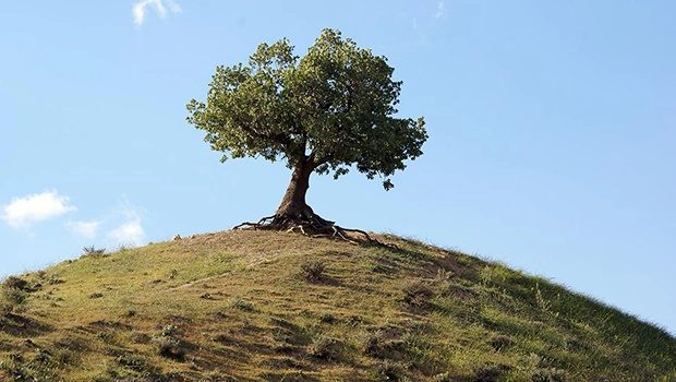 بلوط‌های زاگرس؛ میزبانانی که خسته شده‌اند!  / یاسر بابایی