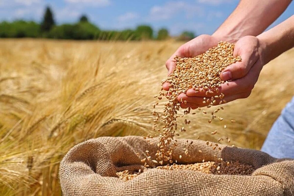 طرح اعتبار گندم‌کاران در حمایت از کشاورزان اجرا می شود
