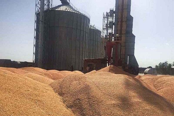 خرید ۲۷ هزار تن گندم از کشاورزان مناطق گرمسیری کرمانشاه