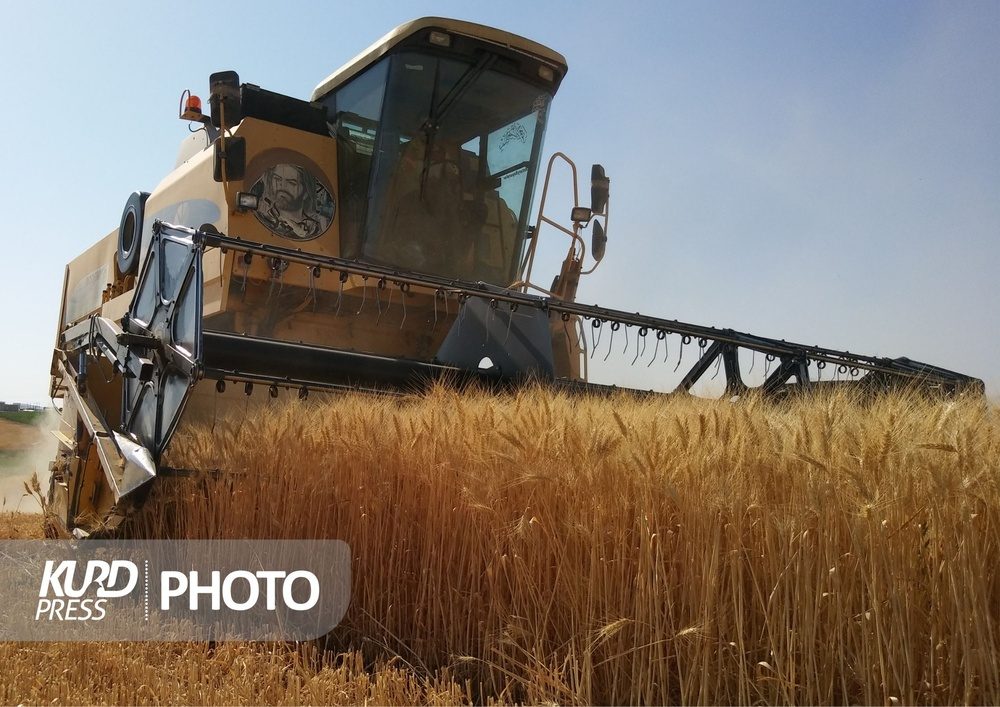 پیش‌بینی تولید بیش از ۸۰۰ هزار تن گندم در آذربایجان غربی