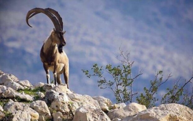 آتش‌سوزی در پایگاه محیط‌ زیست عبدالرزاق سقز؛ تهدیدی تازه برای نظارت بر حیات وحش