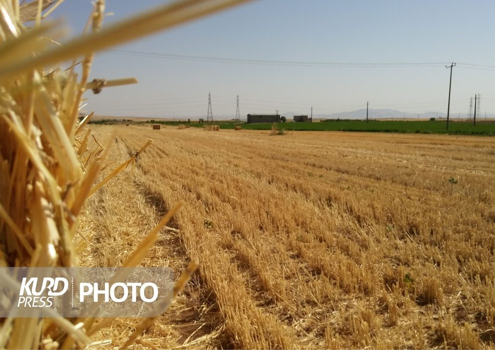 ۹۵ درصد مطالبات گندم کاران کردستان پرداخت شد
