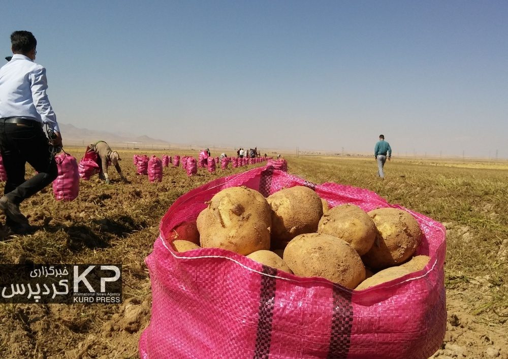 کشت سیب زمینی؛ برداشت خشکسالی