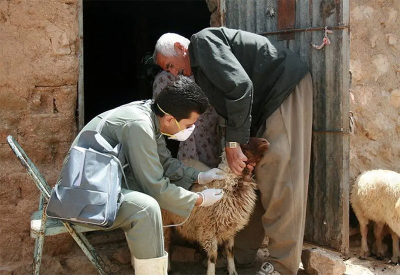 ۲۳۹ هزار رأس دام در سقز علیه بیماری تب برفکی واکسینه شدند