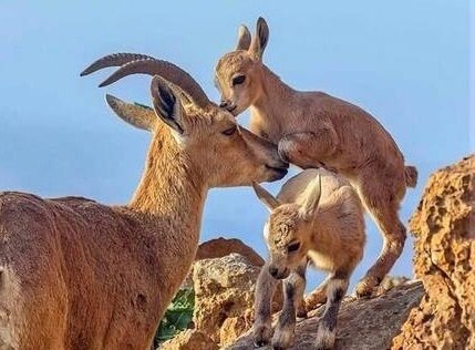 مردم از دستکاری و جابه جایی گونه‌های وحشی خودداری کنند