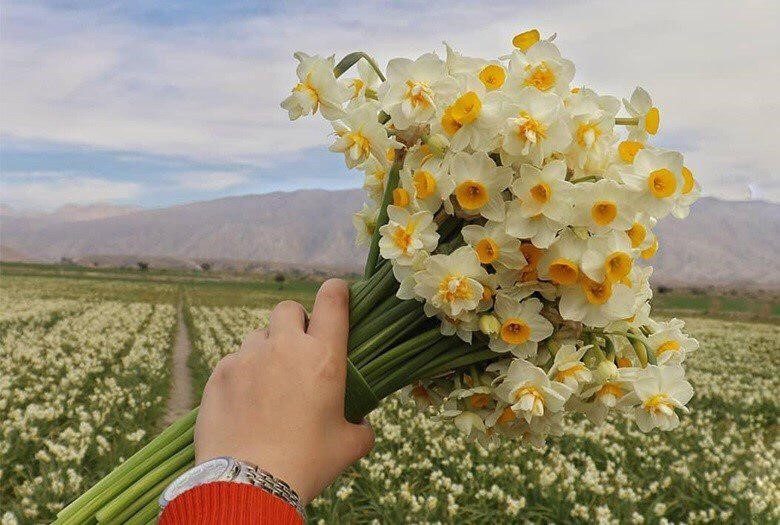 ۲۶۰ هکتار در ایلام زیر کشت گیاهان دارویی