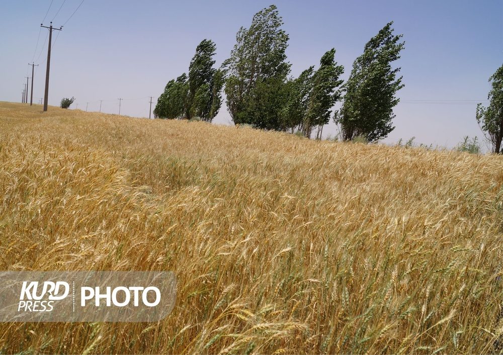 مدیرعامل بنیاد ملی گندم‌کاران : واردات گندم در ایران به ٨ میلیون تن می رسد