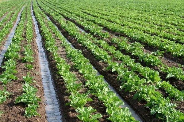 کرمانشاه رتبه سوم کشور در یک محصول آب بر
