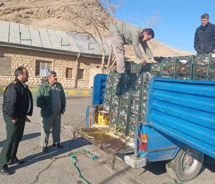 نیسان حامل ۱۸۰۰ کیلوگرم ماهی صید غیرمجاز در خوی توقیف شد