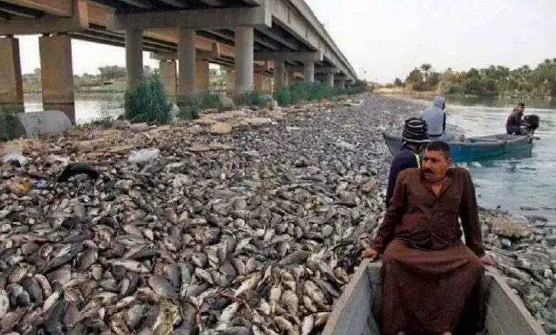 آلودگی زیست محیطی موجب مرگ گسترده ماهی‌ها در عراق شد