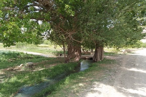 مصدومیت حافظان درخت توت کهنسال در باروق/متخلفان بازداشت شدند