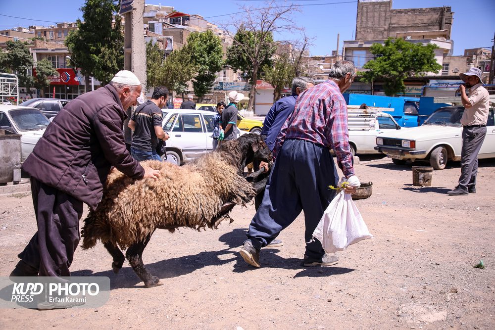 گزارش تصویری کردپرس از بازار سنتی خرید و فروش دام عید قربان در سنندج / عکاس : عرفان کرمی