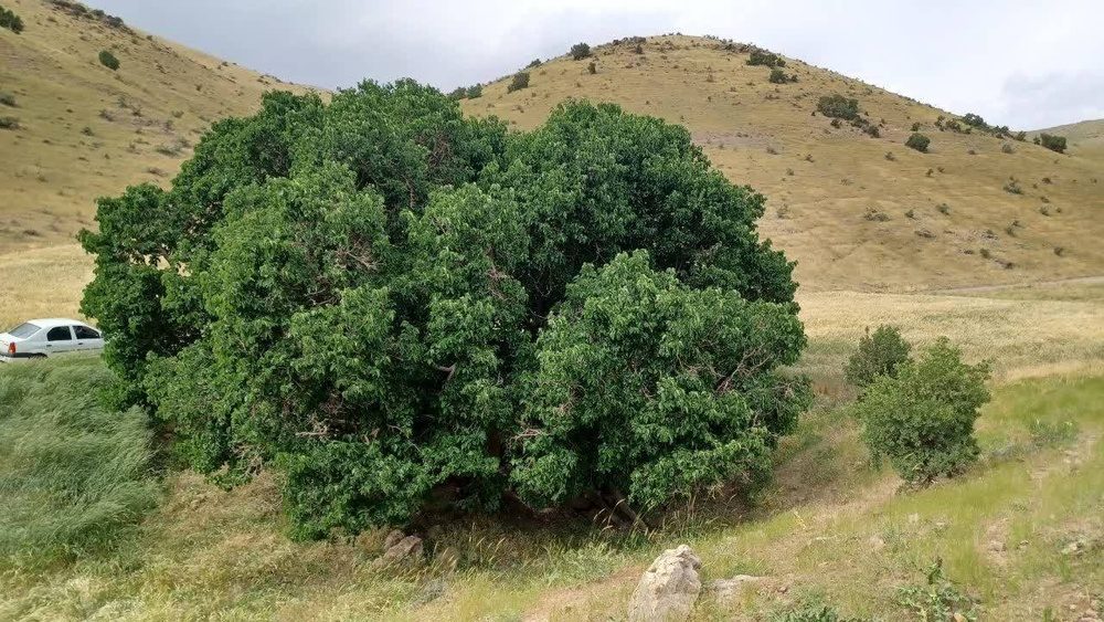 توت کهنسال باروق در مسیر ملی شدن قرار گرفت