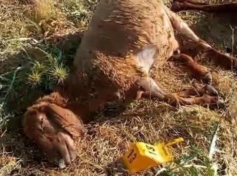 قتل عام بیش از ۱۰۰ گوسفند در حمله نیروهای گارد محلی به گله مردم در بیتلیس