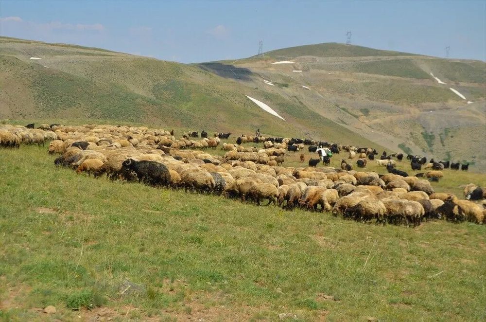 تصاویر کوچ‌نشینان کُرد در دامنه‌های برفی و زیبای کوه کورتیک کردستان ترکیه