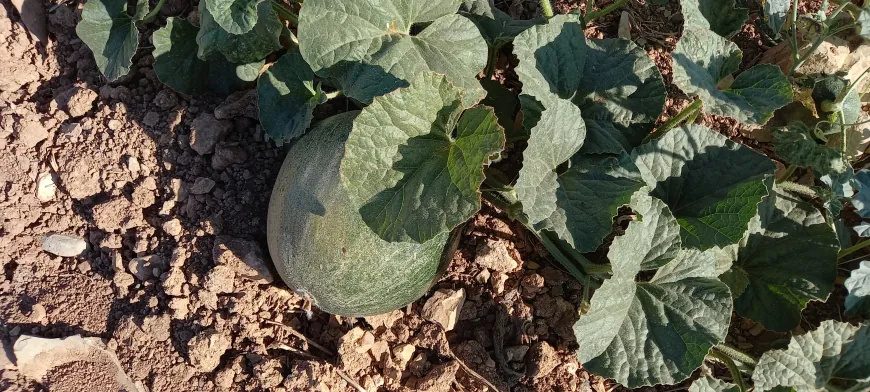 بازگشت رونق به باغچههای عفرین؛ ساکنان پس از ۹ سال دوباره زمینهای خود را کشت کردند