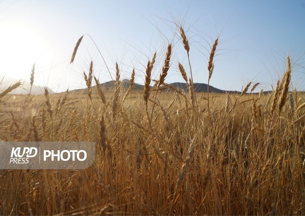 تنش آبی و سرمای بهاره تولید گندم در قروه را کاهش داد