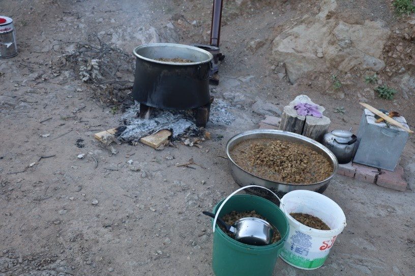 زنان کرد درسیمی چگونه شیره توت میگیرند؟ روایت یک سنت شیرین در دل درسیم + فیلم