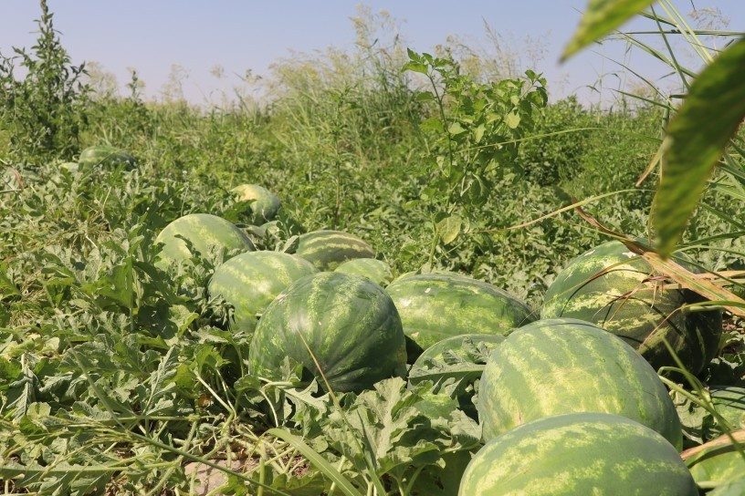 برداشت هندوانه مشهور دیاربکر آغاز شد؛ افزایش هزینهها و افت قیمت، کشاورزان را نگران کرده است