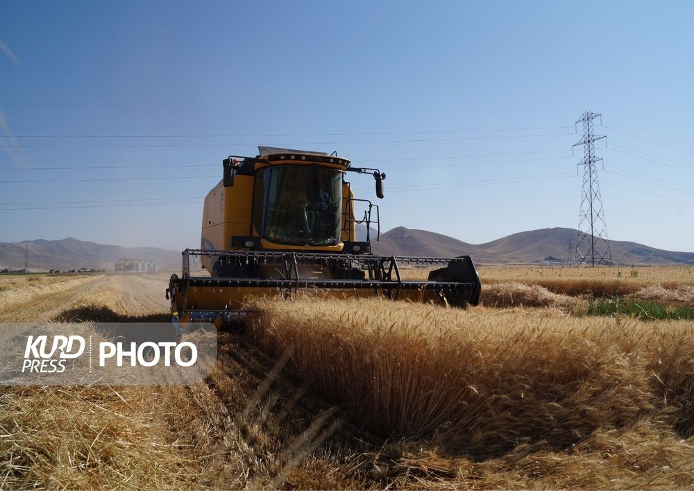برداشت خوشه های طلایی زیر شلاق تنش آبی در قروه