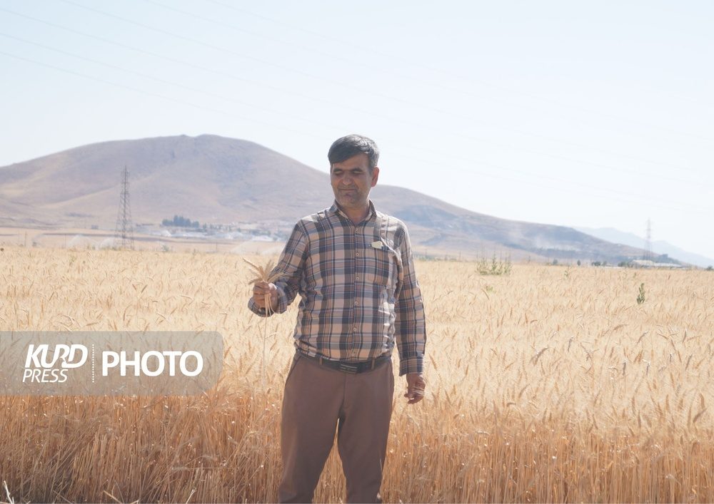 سوز دل گندمکاران قروه ای؛ از برداشت بی رویه تا عدالت تبعیضی