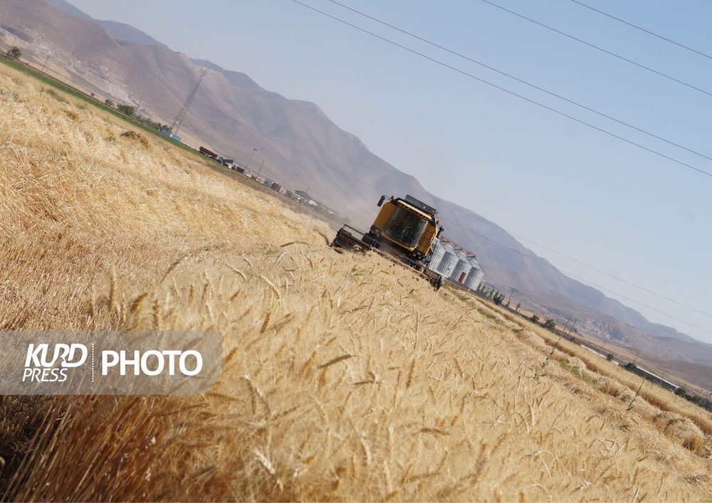 سوز دل گندمکاران قروه ای؛ از برداشت بی رویه تا عدالت تبعیضی