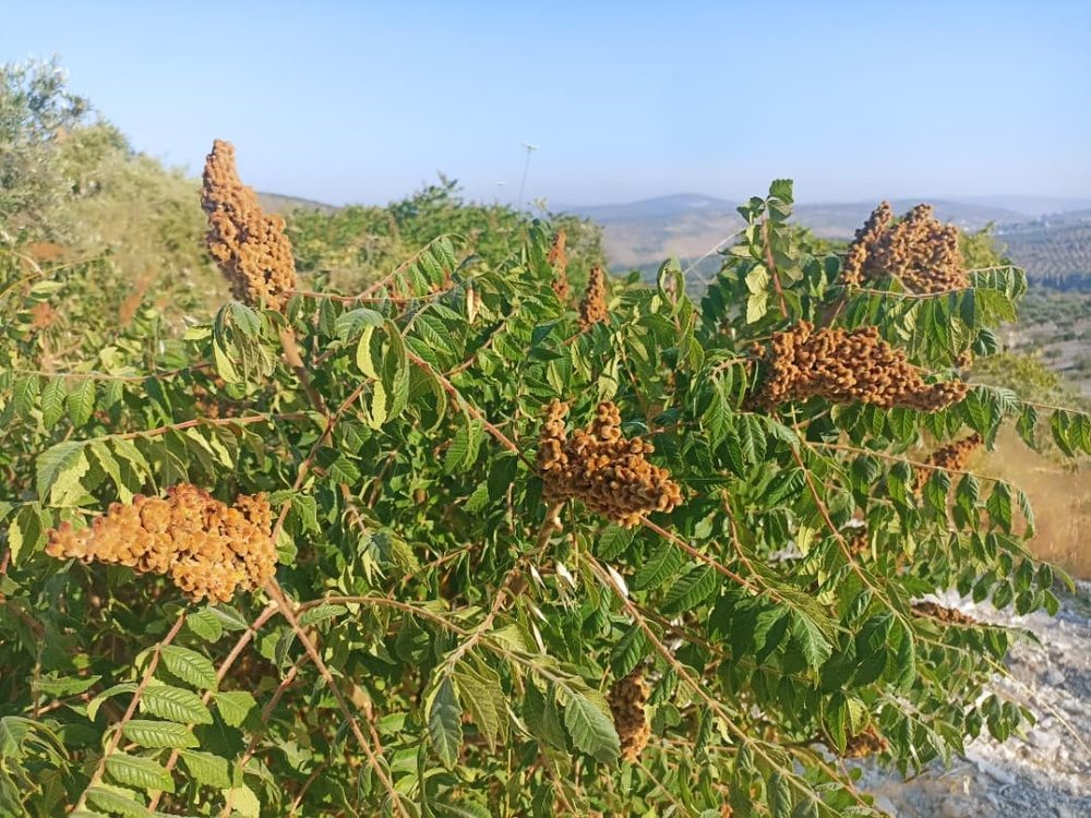آغاز فصل برداشت سماق در عفرین؛ «محصول سرخ» منبع درآمد خانوادههای روستایی