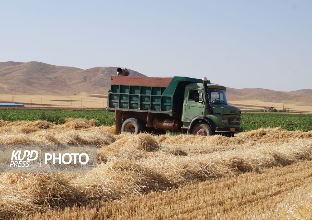 سوز دل گندمکاران قروه ای؛ از برداشت بی رویه تا عدالت تبعیضی