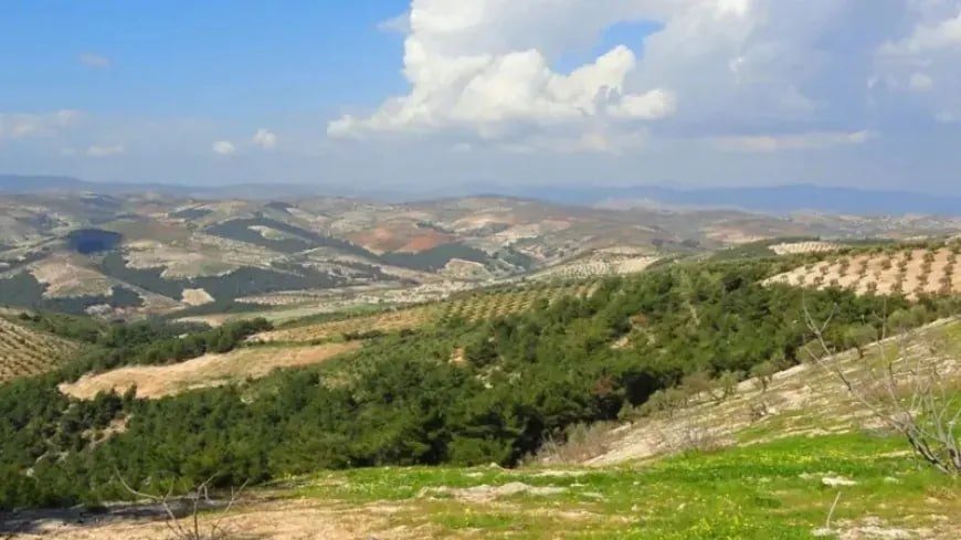 آغاز فصل برداشت سماق در عفرین؛ «محصول سرخ» منبع درآمد خانواده‌های روستایی