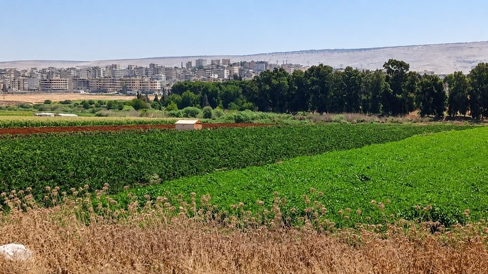 تصاویر تابستانی از طبیعت عفرین؛ دشتهای زیتون و سد میدانکی در قاب دوربین
