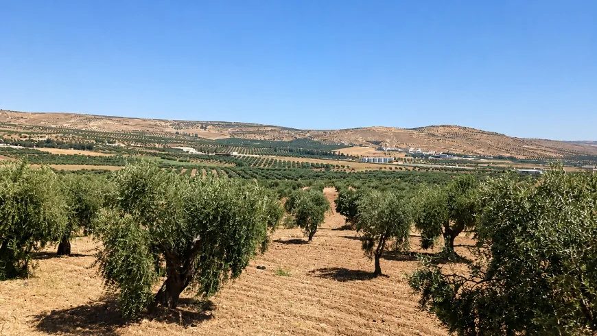 تصاویر تابستانی از طبیعت عفرین؛ دشتهای زیتون و سد میدانکی در قاب دوربین
