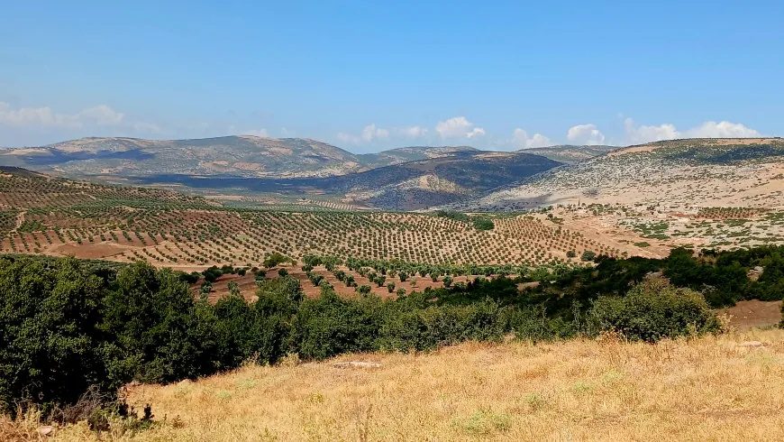 تصاویر تابستانی از طبیعت عفرین؛ دشتهای زیتون و سد میدانکی در قاب دوربین