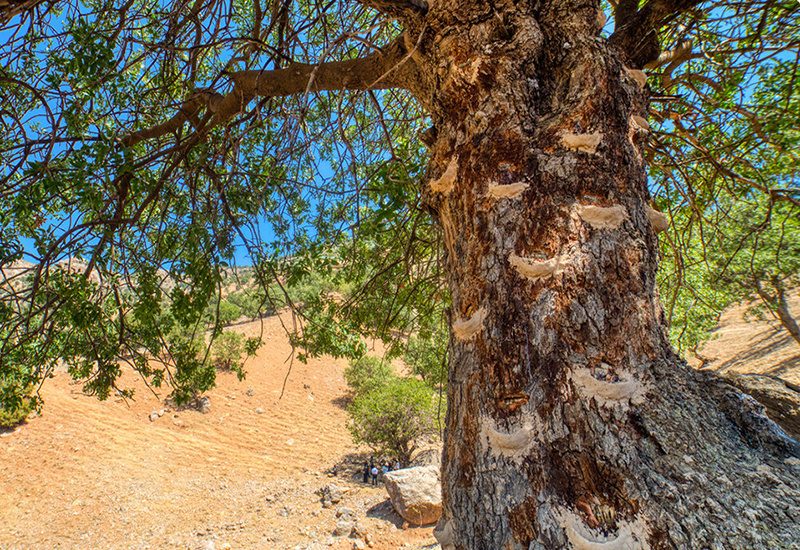 برداشت سقز از بنه زارهای کردستان ممنوع است