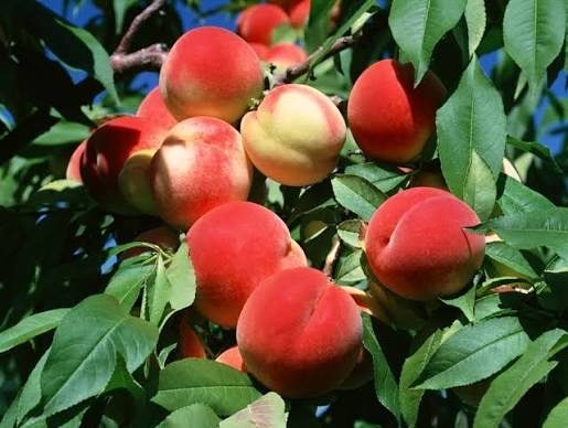 پیش بینی تولید ۷۰ هزار تن هلو در آذربایجان غربی